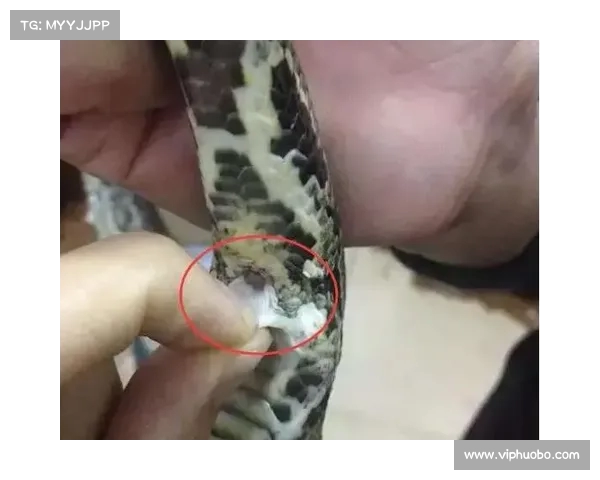 印尼女子遭巨蟒吞噬,丈夫勇敢剖开蛇腹找到妻子遗体(印度尼西亚巨蟒食人) 印尼女子遭巨蟒吞噬,丈夫勇敢剖开蛇腹找到妻子遗体(印度尼西亚巨蟒食人)